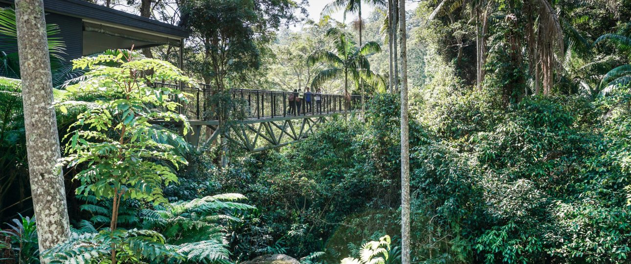 Tamborine Rainforest Skywalk